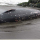 A Berardius minimus carcass found in Hokkaido. Unfortunately we could not find a photo of a living Berardius minimus.